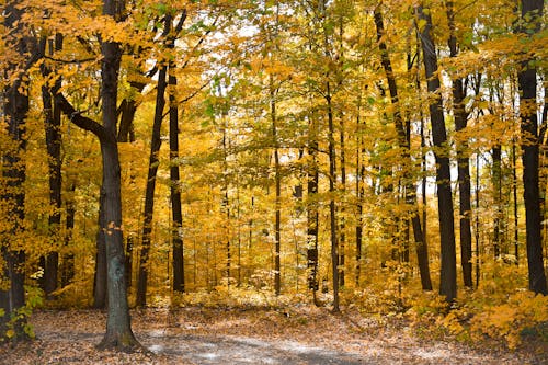 Fotos de stock gratuitas de amarillo, árbol, bosque