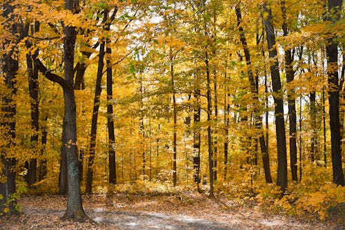 Free Autumnal Leaves on Tree in Forest Stock Photo