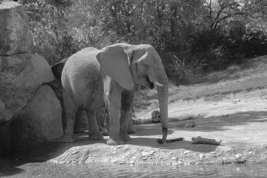 Majestic African elephant stands near a pool in a serene black and white setting.