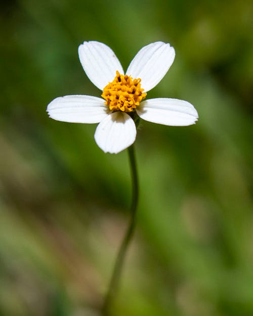 Kostenloses Stock Foto zu blume, gelbe staubblätter, nahansicht