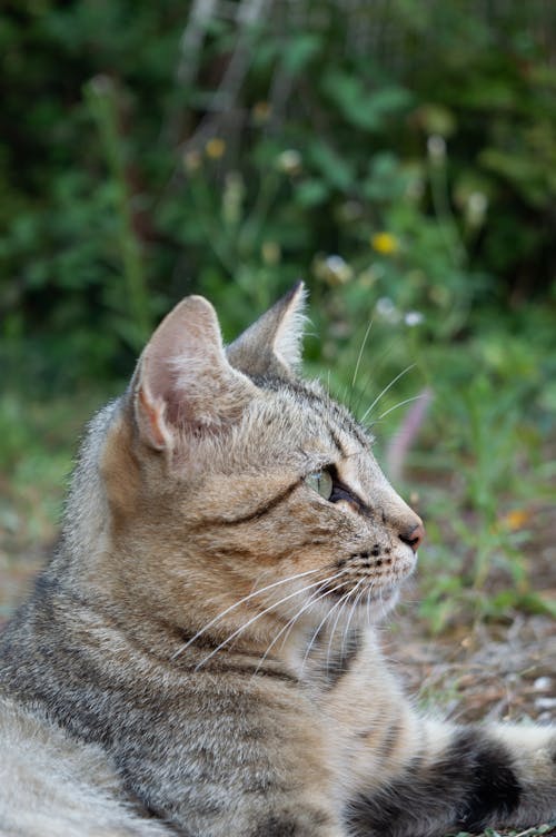고양이, 귀여운 동물, 동물 포트레이트의 무료 스톡 사진