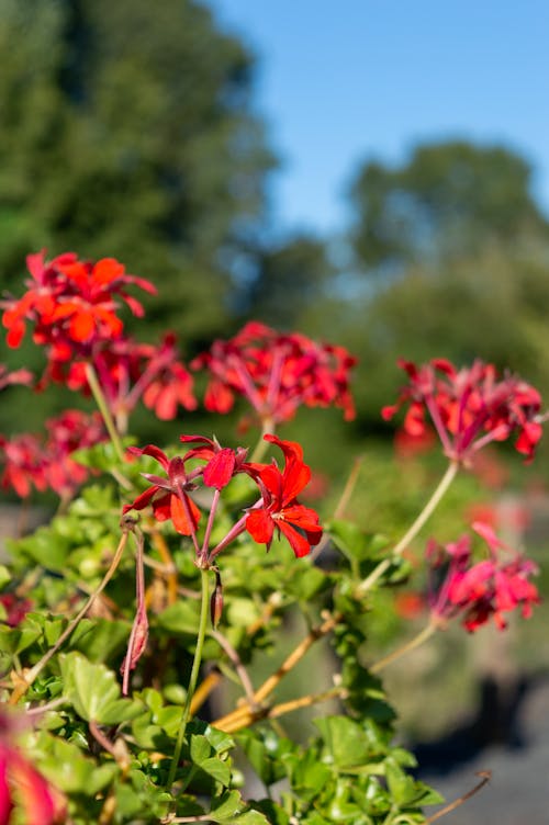 Foto d'estoc gratuïta de bellesa a la natura, botànic, caixa de flors