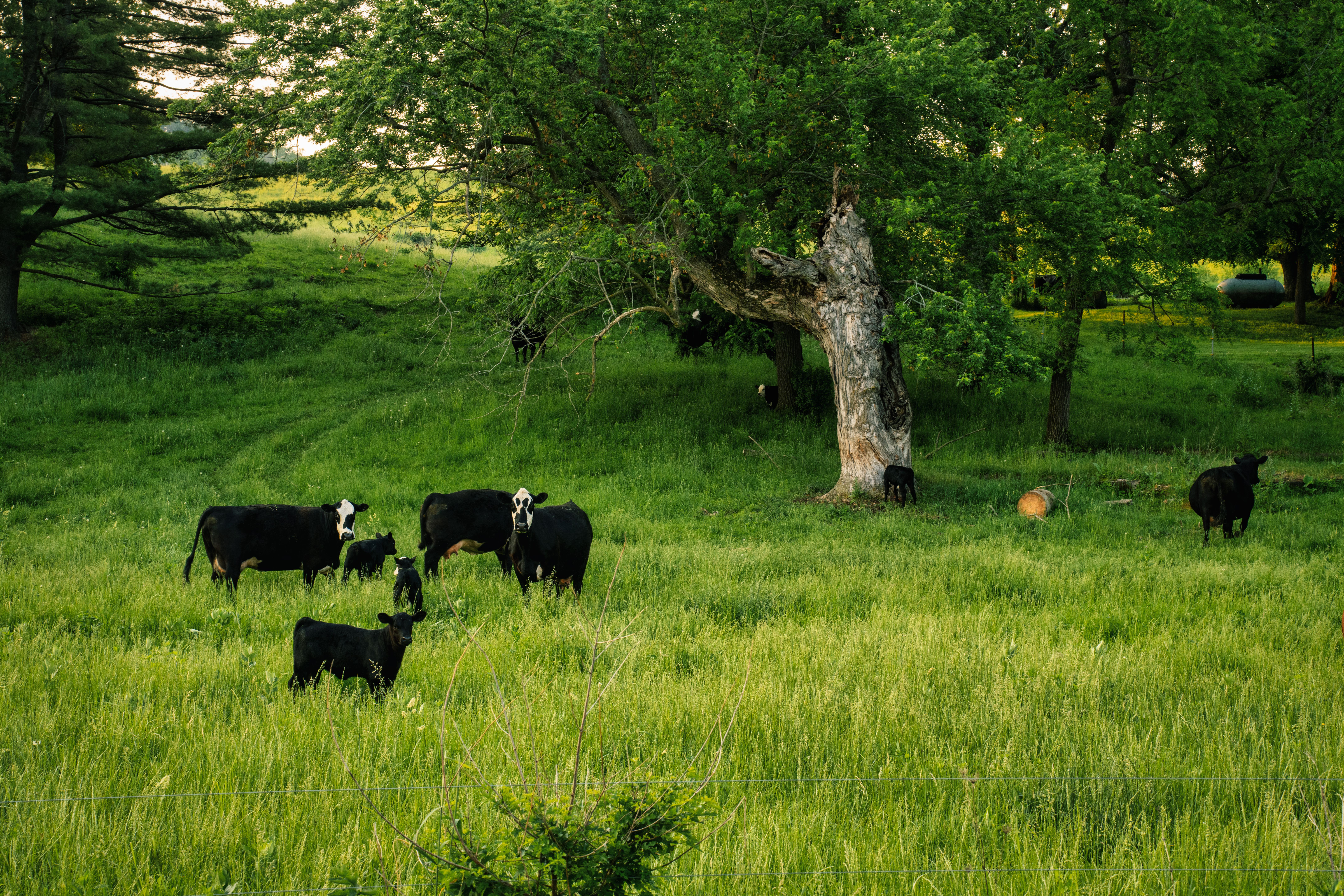 Herd of Black Cows and Calves Standing on a Pasture · Free Stock Photo