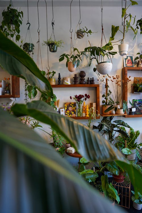 Room Filled with Potted Plants