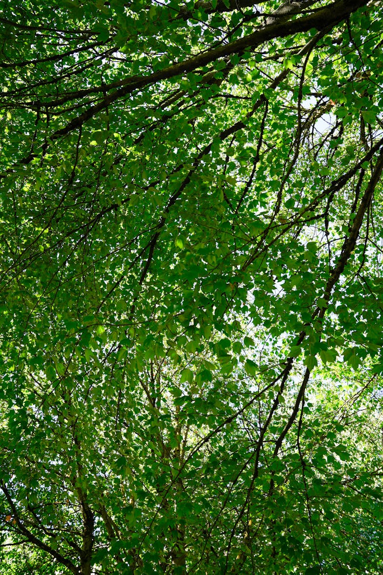 Foliage Leaves Of Tree