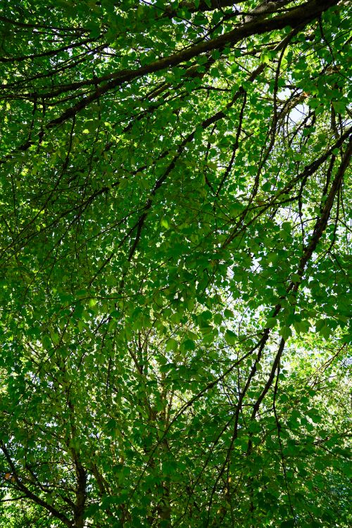 Free Vibrant green foliage of tree branches in Portland, Oregon during summer. Stock Photo