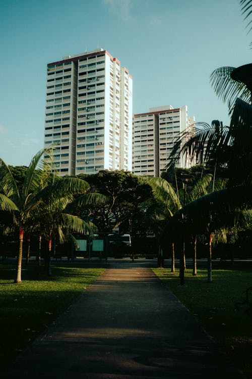 Skyscrapers Behind Palm Trees