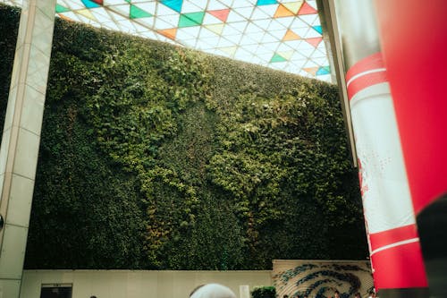 무료 녹색 벽, 녹지, 도시의 무료 스톡 사진