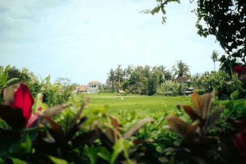 Tropical Rural Landscape with Grass Pasture