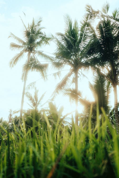 Kostenloses Stock Foto zu gras, hintergrundbeleuchtung, palmen