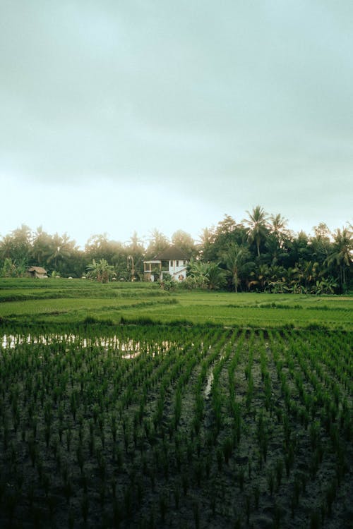 Rural Landscape with Field of Rice