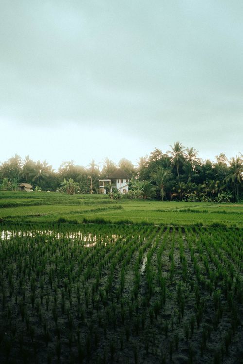 Free A serene view of a rice field with palm trees and a rural house at dusk. Stock Photo