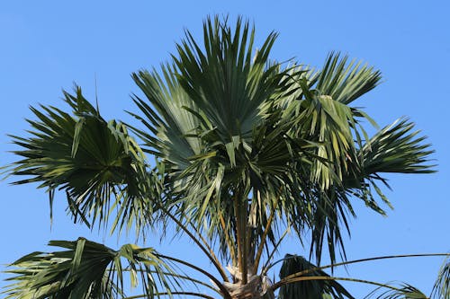 Treetop of Palm Tree