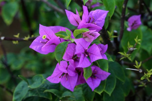 Bougainvillea flower Qatar