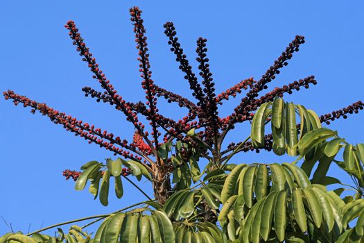 Flowers on the Tops of Umbrella Trees