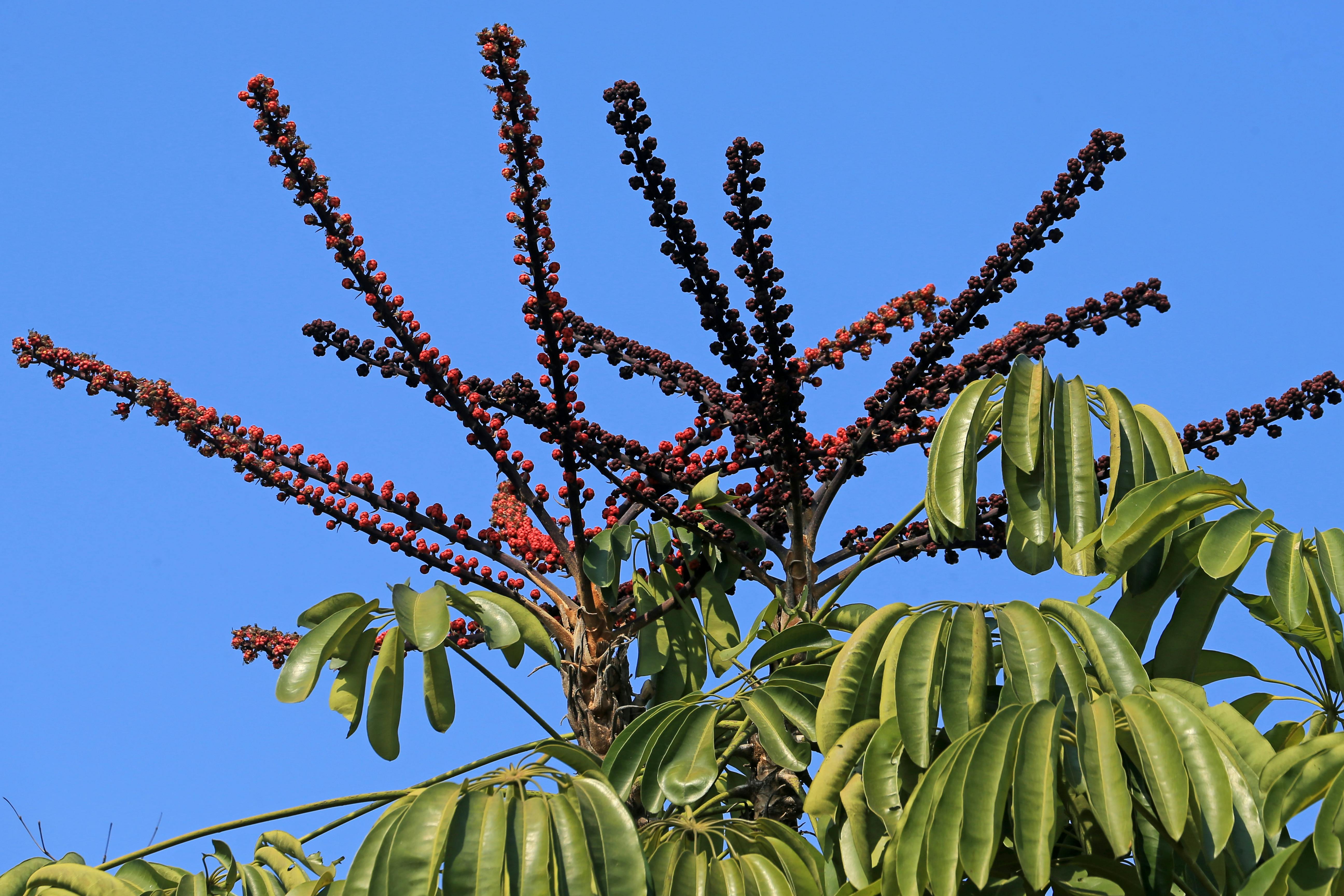 Flowers on the Tops of Umbrella Trees · Free Stock Photo