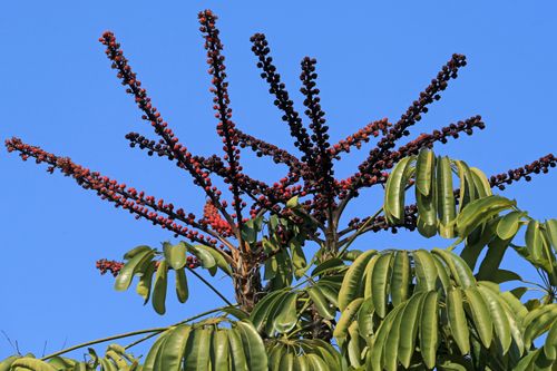 Free A vibrant capture of tropical umbrella tree's red blossoms contrasting against a clear blue sky. Stock Photo