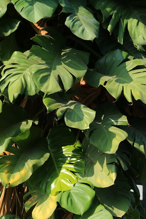 A Monstera Plant