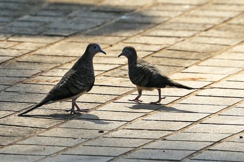 Free Two doves standing on sunlit pavement, providing a calm and natural urban scene. Stock Photo