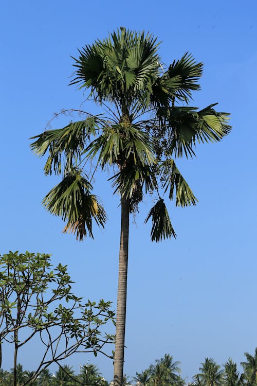 Foto stok gratis batang pohon, langit biru, langit cerah