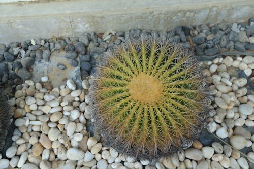 Immagine gratuita di cactus, crescita, decorativo