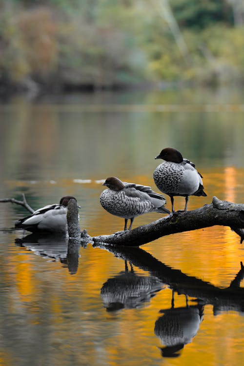 avustralya tahta ördekler, chenonetta jubata, dal içeren Ücretsiz stok fotoğraf