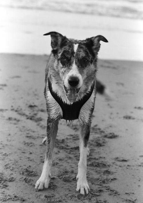 koolie, 개, 동물 사진의 무료 스톡 사진