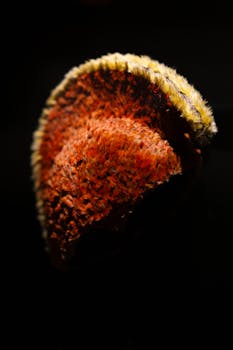 Striking close-up of a vibrant Hawaiian mahiole feather helmet in a museum exhibit.