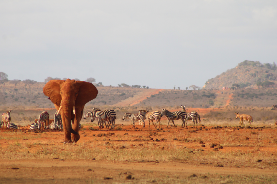 Les célèbres éléphants rouges de Tsavo East A majestic African elephant and zebras in Tsavo, Kenya, showcasing wildlife harmony.