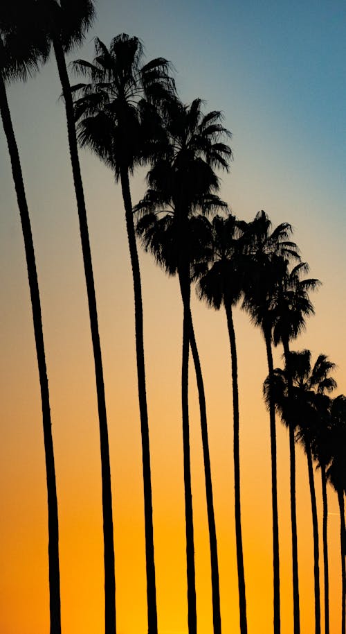 Palm Trees at Sunset