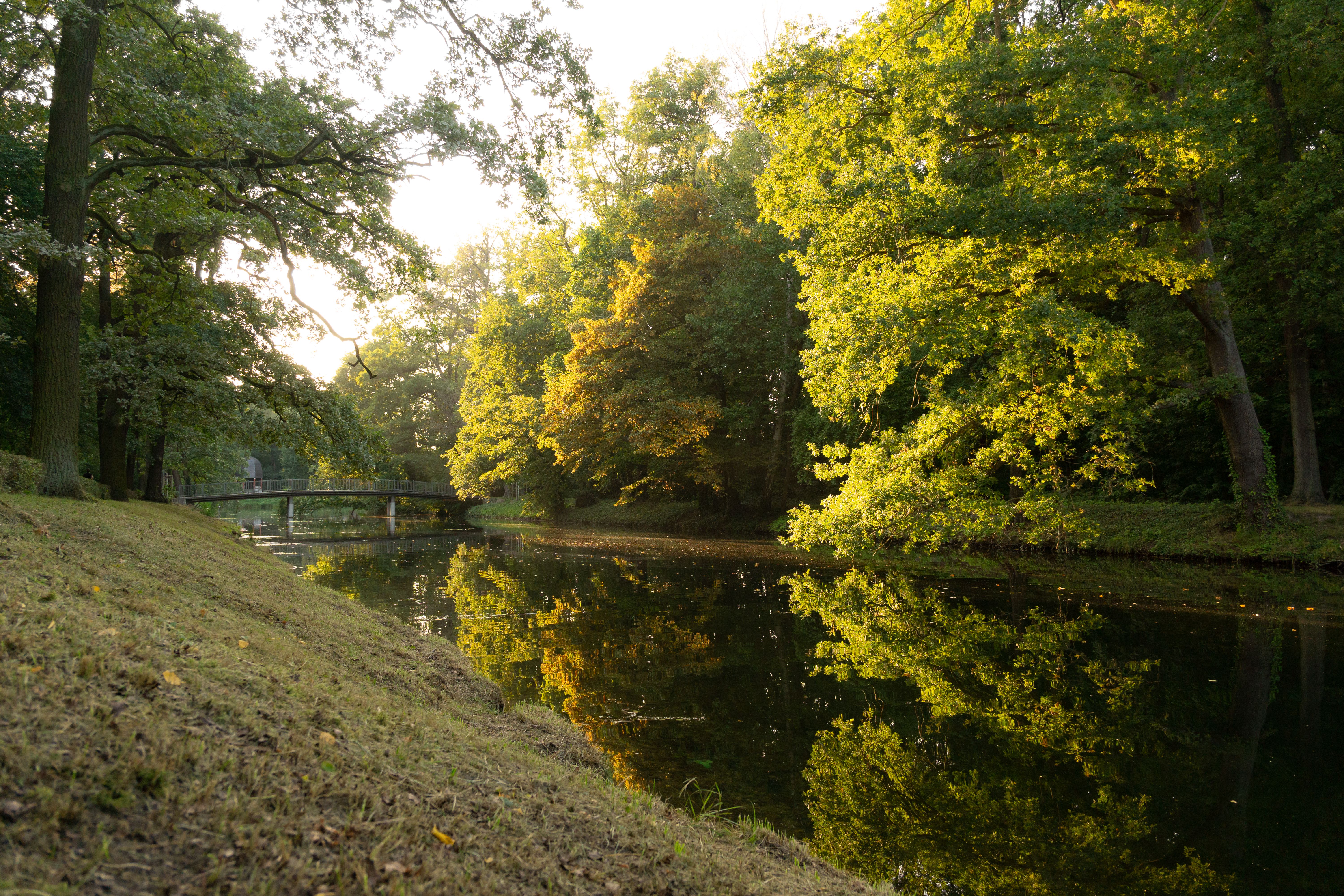Pond, island and old plane trees in Wilhelminapark, Utrecht Oost