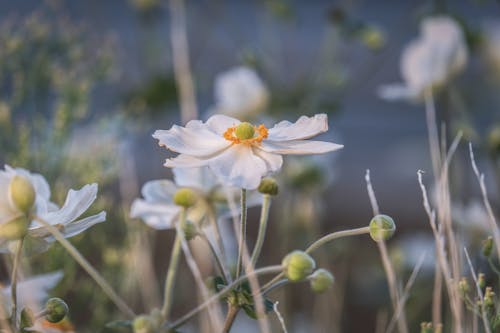Fotobanka s bezplatnými fotkami na tému biele kvety, japonské sasanky, kvitnutie