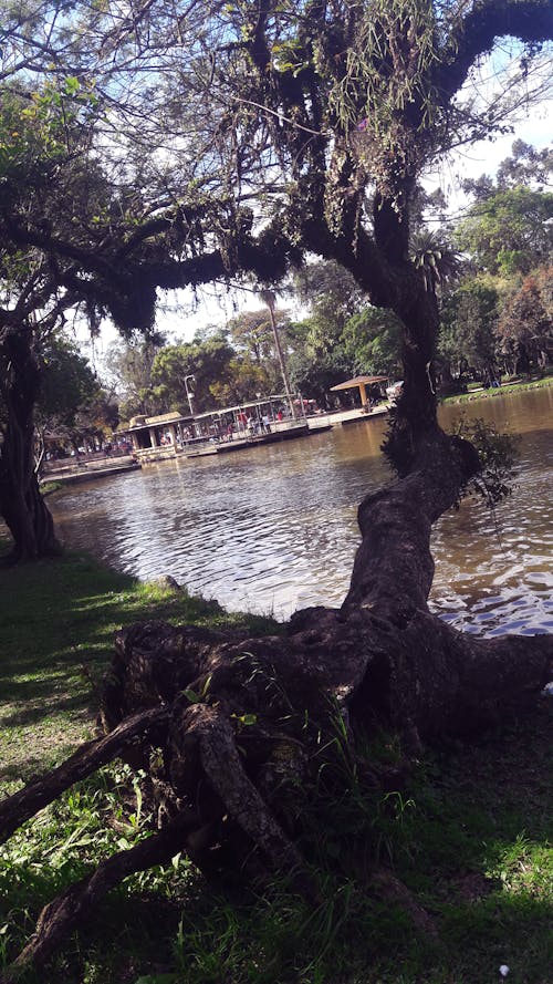 Free stock photo of park, tree