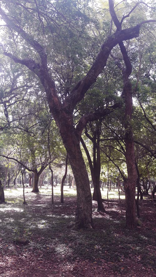 Darmowe zdjęcie z galerii z drzewa, las, park