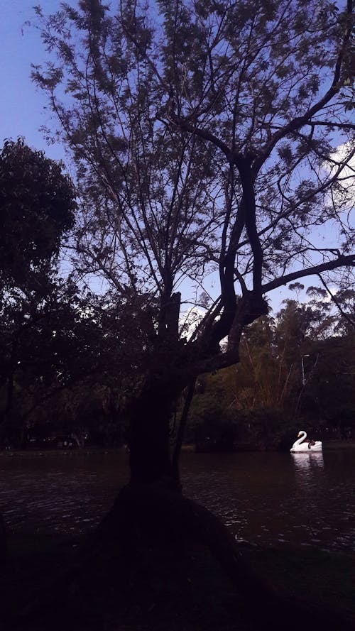 Free stock photo of park, tree