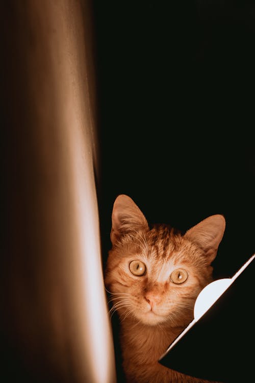 Gratis stockfoto met dierenfotografie, fel, gestreepte kat