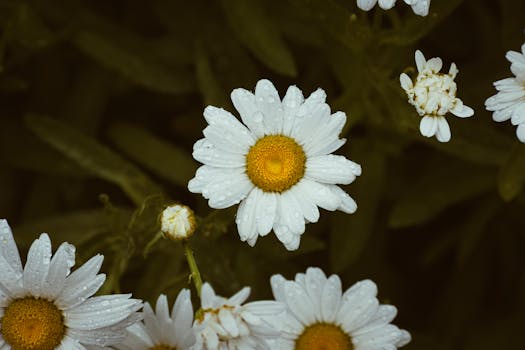Close-up of chamomile flowers with raindrops, showcasing nature's freshness and beauty.