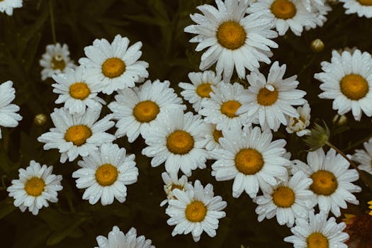 A cluster of fresh white daisies with yellow centers, adorned with dewdrops in a lush green meadow.