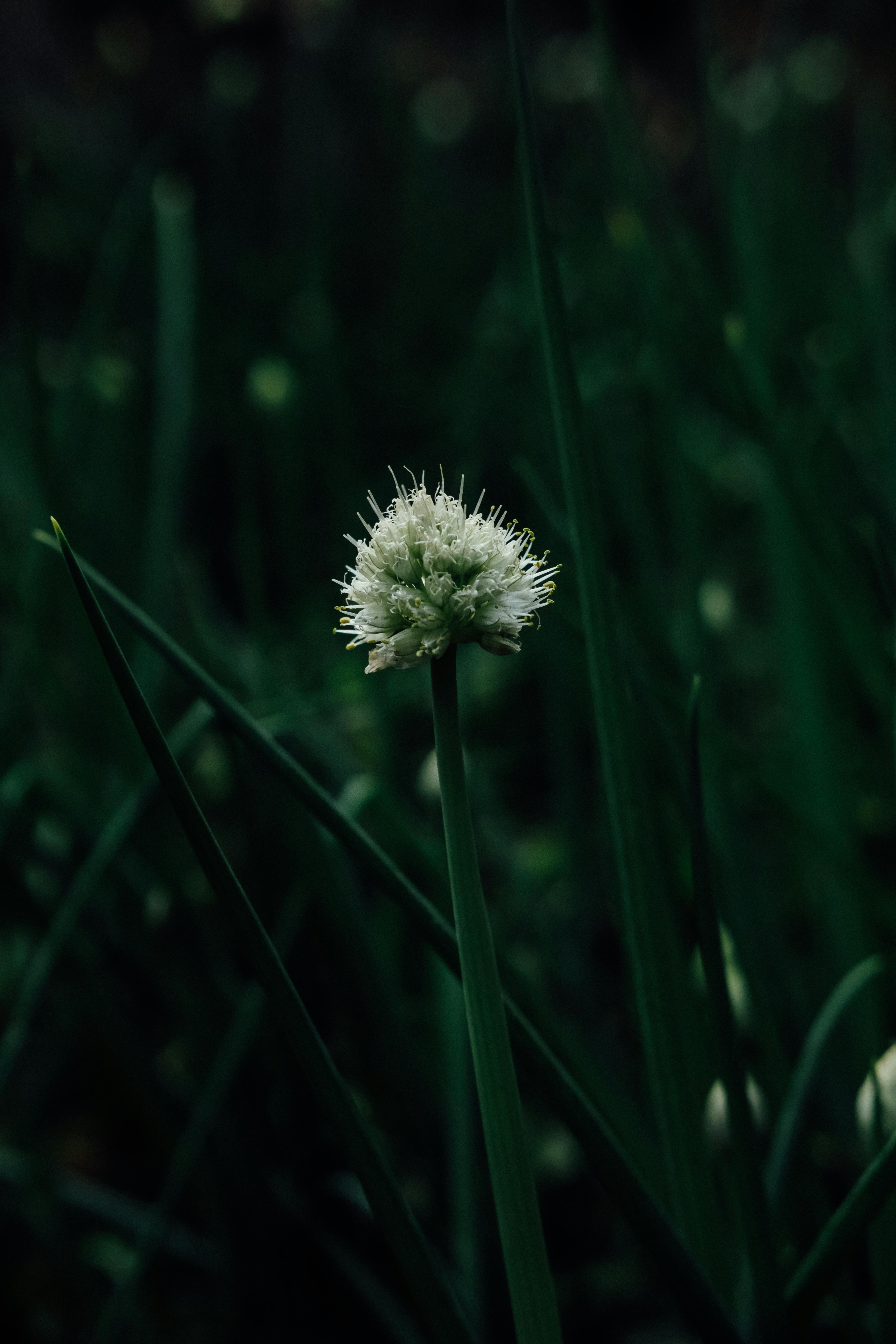 Closeup on Victory Onion Flower · Free Stock Photo