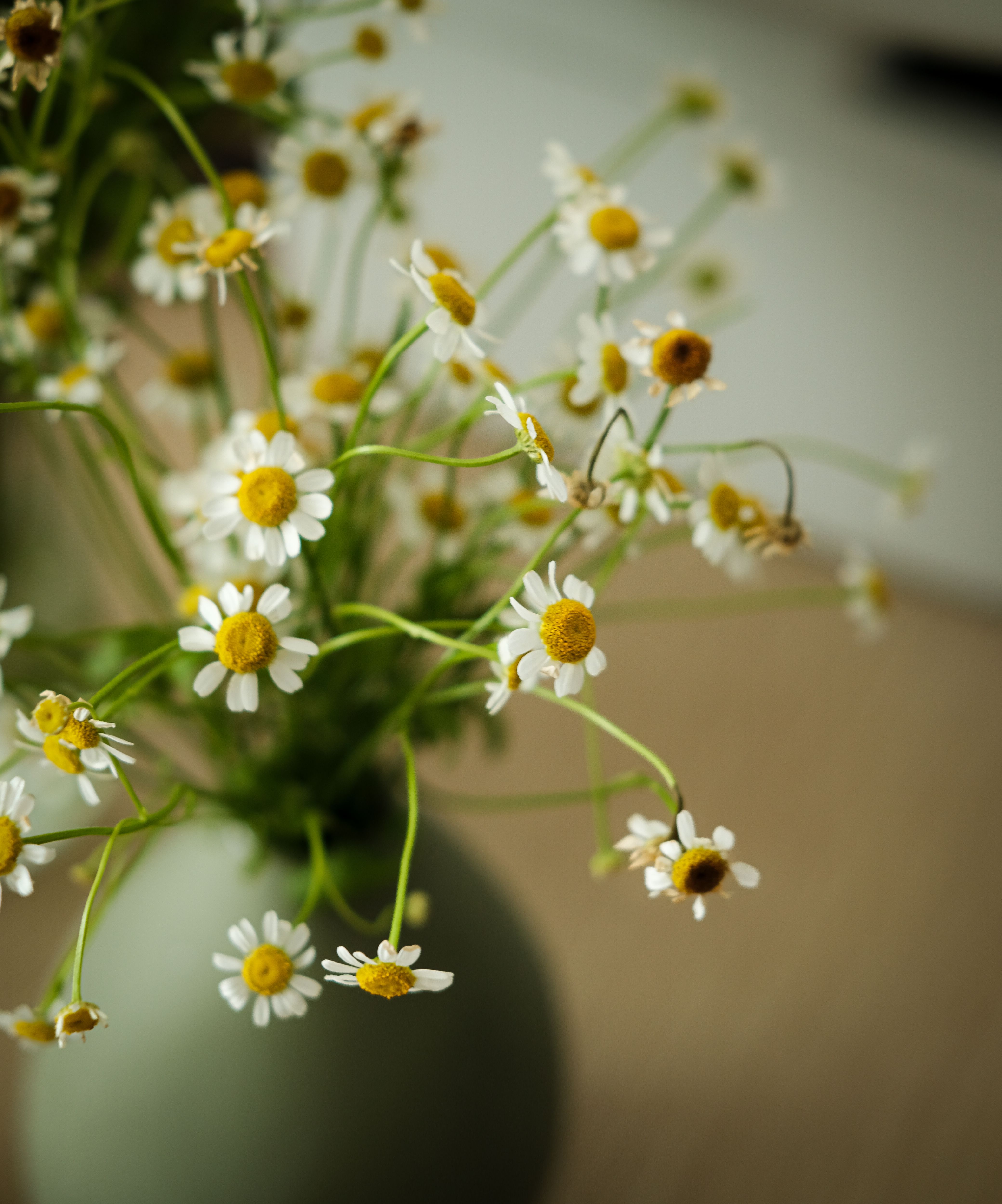 Chamomile Flowers in a Vase · Free Stock Photo