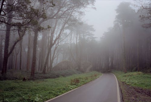 Fog over Road in Forest