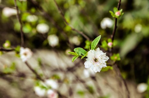 Бесплатное стоковое фото с белый цветок, весна, ветвь