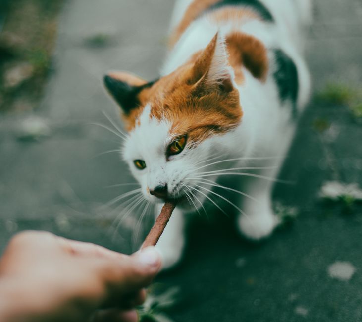 Best Cat Treat Puzzles: Stop Boredom & Destructive Scratchin