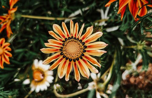 Free Detailed close-up of a vibrant Gazania rigens in full bloom showcasing its striking orange petals and natural beauty. Stock Photo