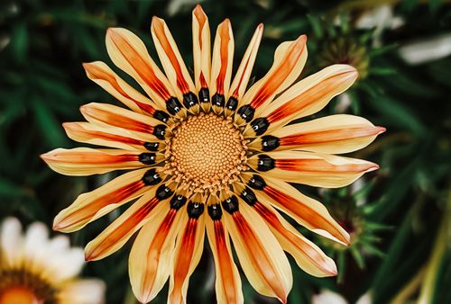 Free Stunning close-up of a vibrant yellow Gazania flower with radiating petals. Stock Photo
