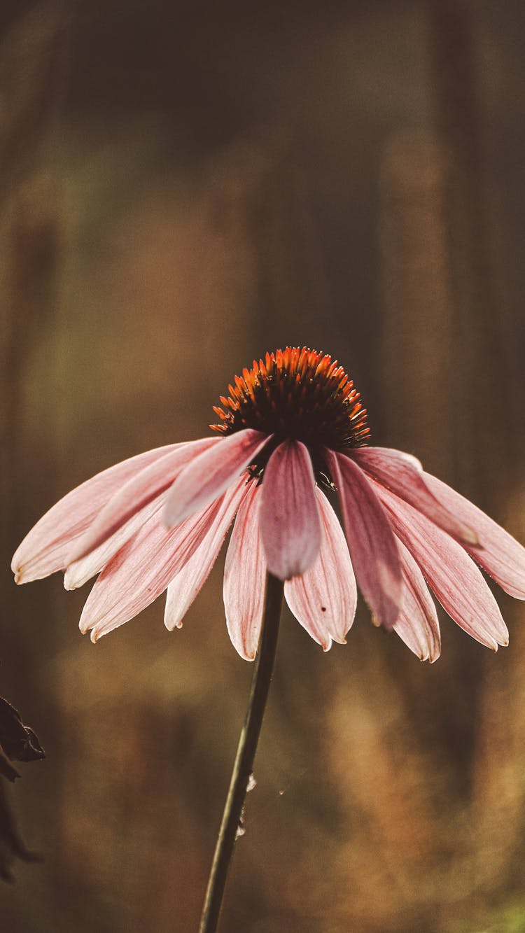 Pink Coneflower In A Forest