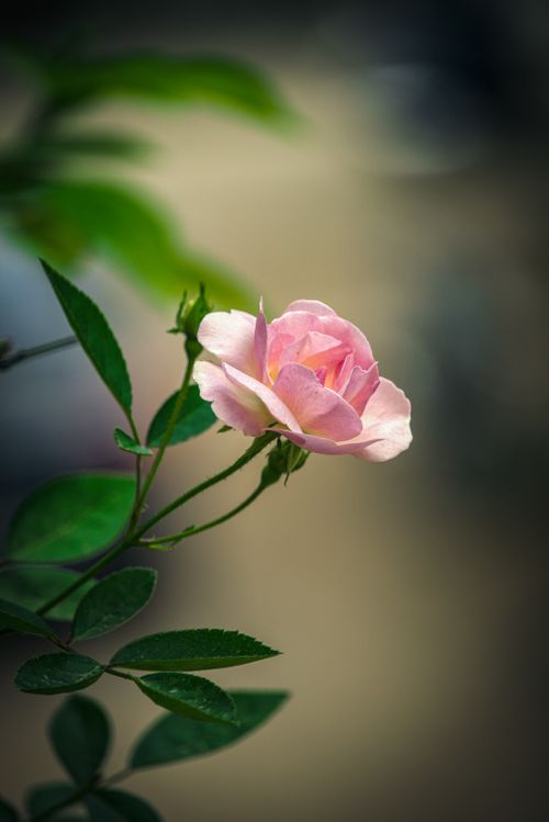 Free A close-up shot of a delicate pink rose blooming with lush green leaves in a garden setting. Stock Photo