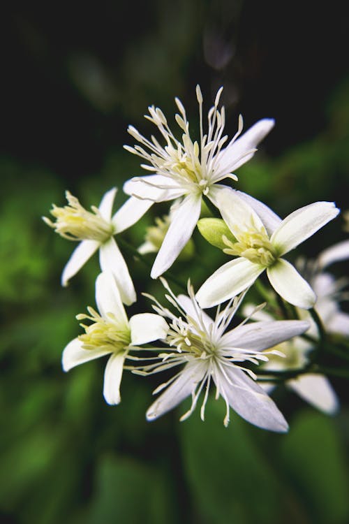 Gratis lagerfoto af blomst, grøn, hvid