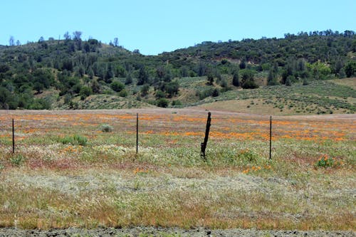 Immagine gratuita di campo di papaveri, panorama