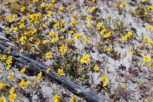 Free stock photo of yellow flowers